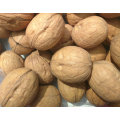 Fournisseur professionnel de noix entières biologiques en coque à vendre